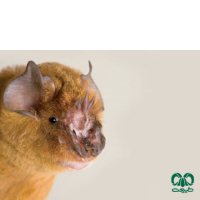 گونه خفاش بینی برگه ای ایرانی Persian Trident Bat